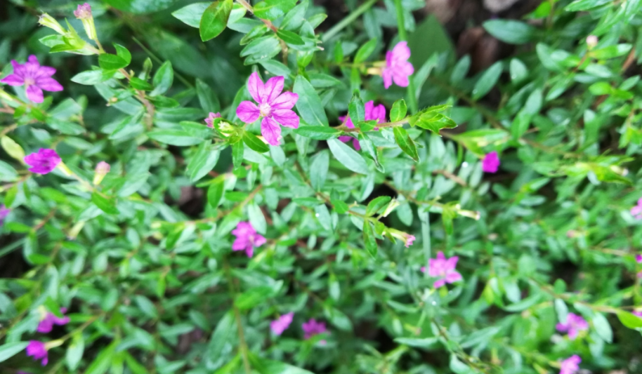 Mexican Heather Mexican Heather