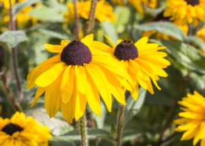 Rudbeckia Rudbeckia black-eyed Susan