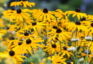 Rudbeckia fulgida Rudbeckia fulgida