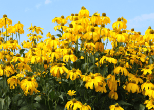 Rudbeckia maxima Rudbeckia maxima giant coneflower
