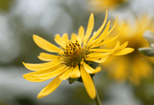 Silphium Silphium compass plant