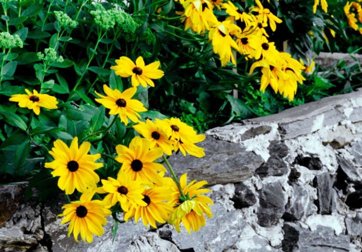 Yellow Daisies A beautiful field of bright yellow daisies in full bloom