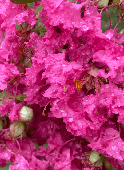 crepe myrtle vertical crepe myrtle vertical