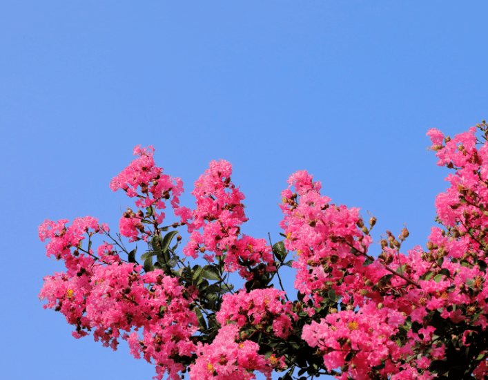 crepe myrtle crepe myrtle