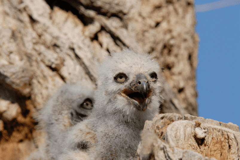Baby Owl Baby Owl