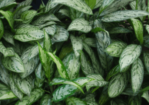 Chinese Evergreen Chinese Evergreen
