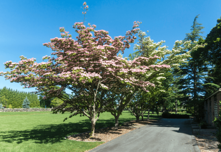 Chinese Fringe Tree Chinese Fringe Tree