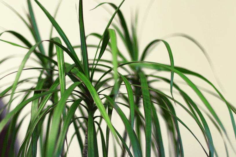 Dracaena marginata Dracaena marginata