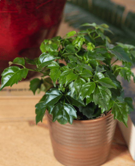 Dwarf Schefflera
