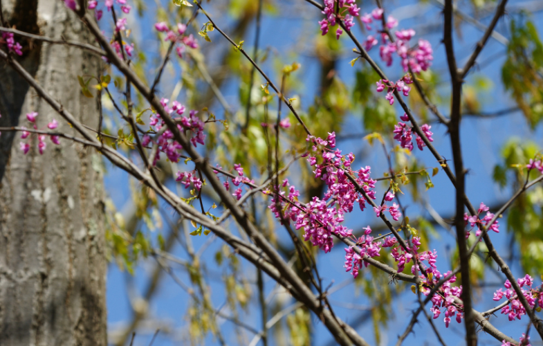 Eastern Redbud Eastern Redbud
