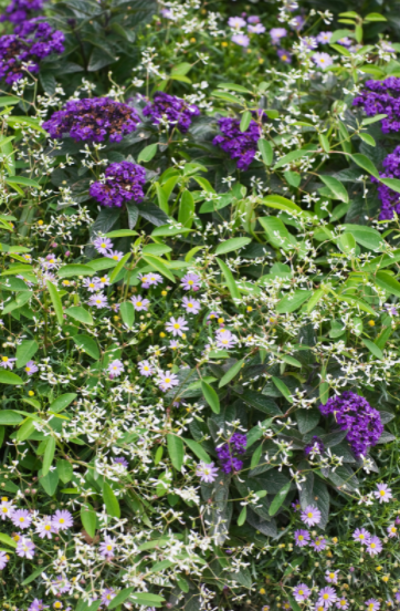 Heliotrope Heliotrope