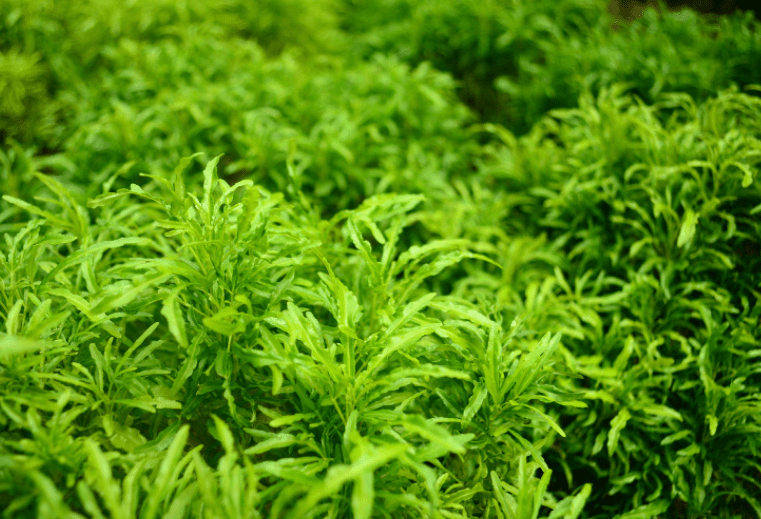 Ming Aralia Ming Aralia