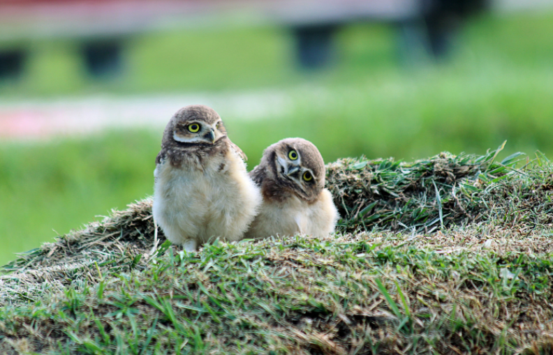 Owlets