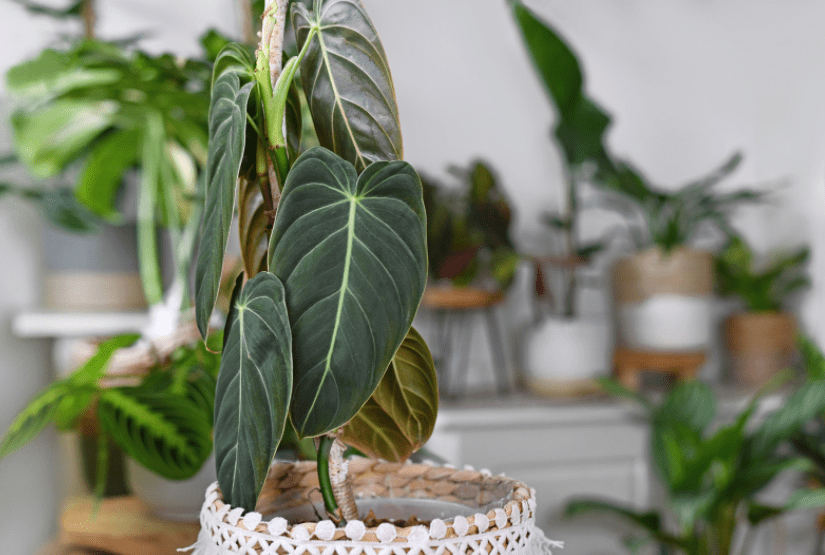 Philodendron Melanochrysum Philodendron Melanochrysum