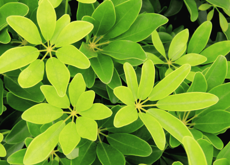 Schefflera Schefflera