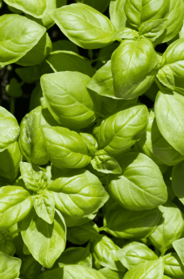 Basil Leaves Basil Leaves