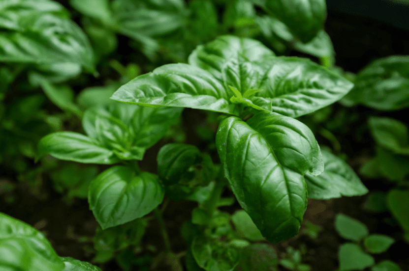 Basil Basil