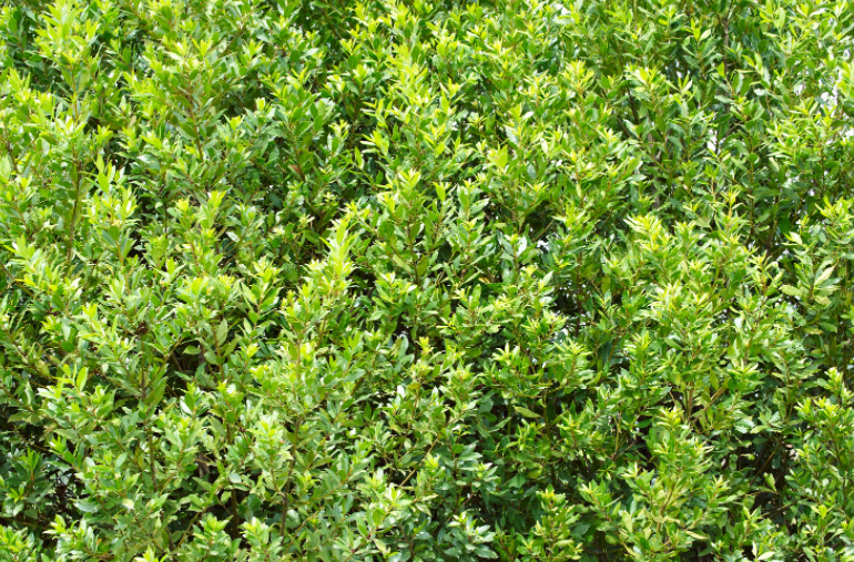 Bay Laurel Bay Laurel