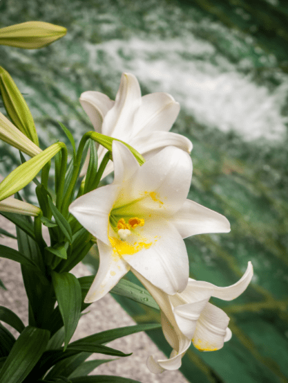 Easter Lily Easter Lily