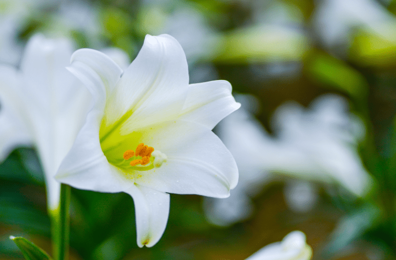 Easter lilies Easter lilies
