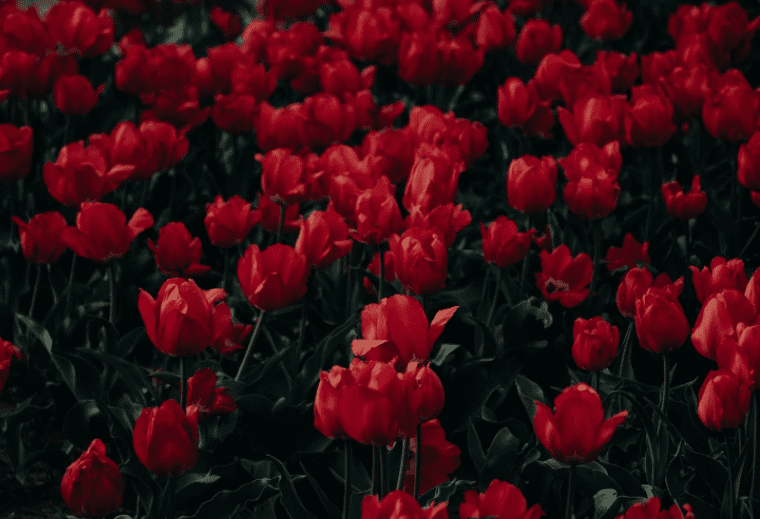 Flowers Flowers