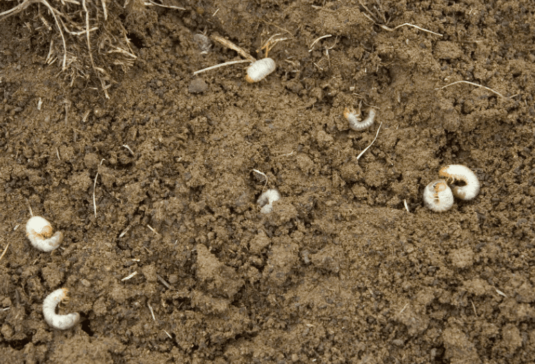 Grubs in the ground Grubs in the ground