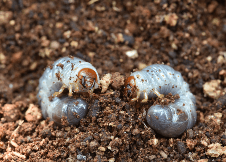 White Grubs beetle Grubs