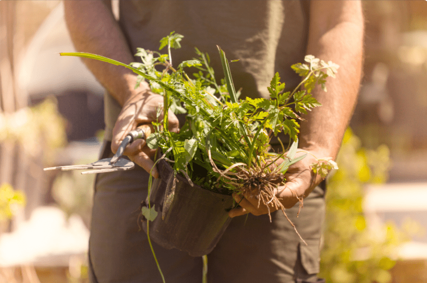 Healthy Weed Plants Healthy Weed Plants