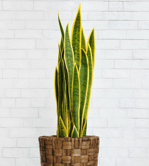 Houseplant snake plant in diy brown pot Houseplant snake plant in diy brown pot