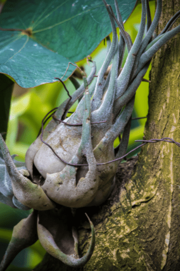 How To Grow Air Plants How To Grow Air Plants