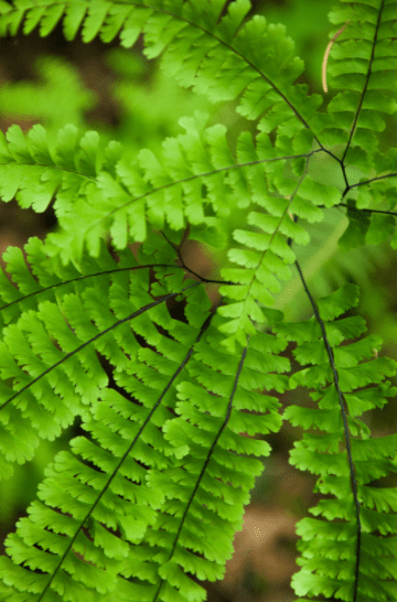 Maidenhair Fern