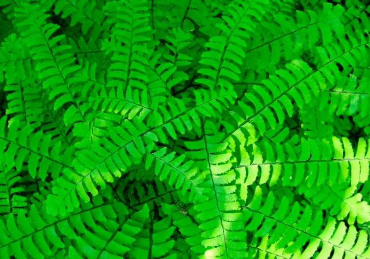 Maidenhair fern Maidenhair fern