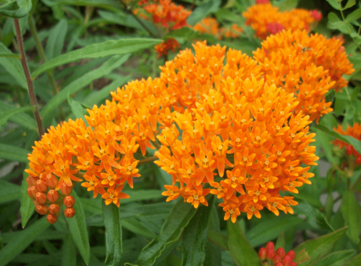 Milkweed Milkweed