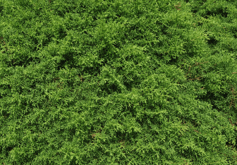 Mission Arborvitae Hedge A dense, dark green row of Mission Arborvitae trees forming a privacy hedge.