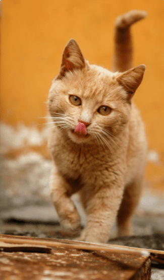 Orange Cat Cute Orange Cat Cute
