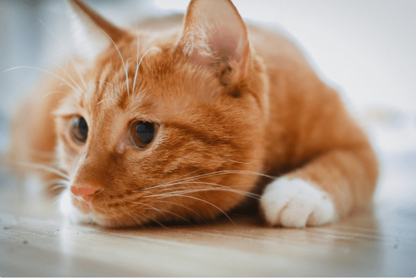 Orange Cat Orange Cat