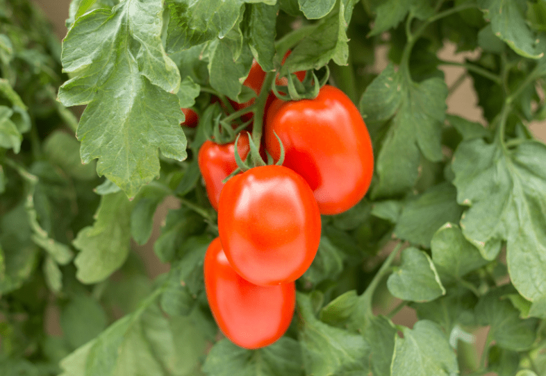 Plum tomato Plum tomato