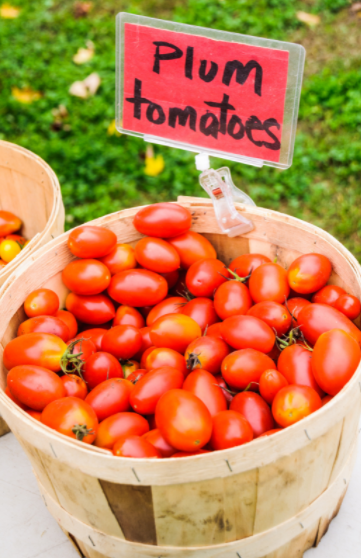 Plum tomatoes in bucket Plum tomatoes in bucket