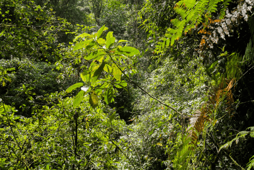 Podocarpus Podocarpus