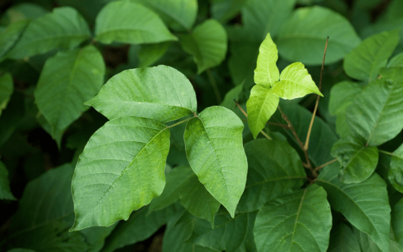 Poison Ivy Poison Ivy