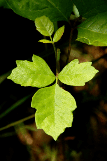 Poison Oak Poison Oak