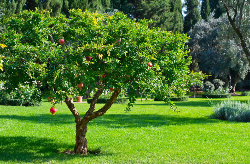 Pomegranate Tree Fruit A bright red, ripe pomegranate hanging from the branch of a lush green tree.