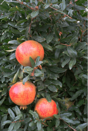 Pomegranate blossoms Bright orange-red pomegranate blossoms blooming on a branch.