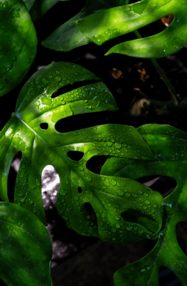 Rhaphidophora tetrasperma leaves water drops Rhaphidophora tetrasperma leaves water drops