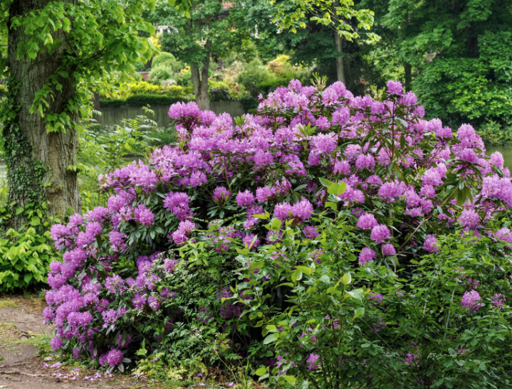 Rhododendron Rhododendron