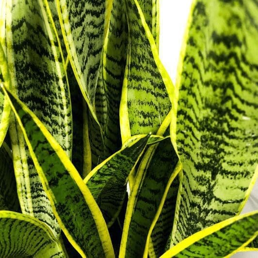 Sansevieria Snake Plant Sansevieria Snake Plant