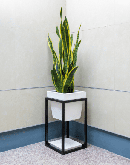 Sansevieria, snake plant Sansevieria, snake plant
