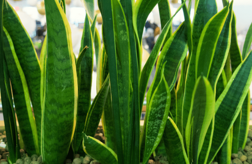 Snake Plant Snake Plant