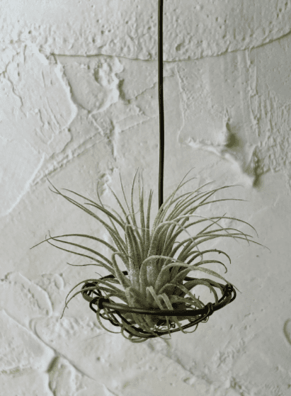 Tillandsia - Air Plant Tillandsia - Air Plant