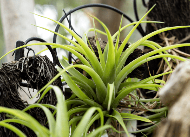 Tillandsia bulbosa Tillandsia bulbosa
